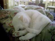 white cat