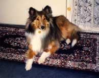 collie