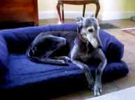 greyhound