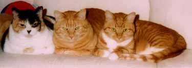 3 kitties